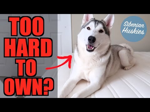 Are Siberian Huskies Hard To Own?! (Myths And Facts About The Siberian Husky)