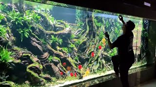 Gorgeous Discus Planted Aquarium | Feeding Discus Moment in Large Tank