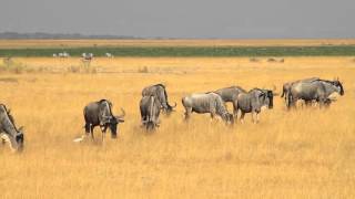 Africa with Abercrombie & Kent