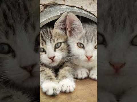 Video: Tabbies Hakkındaki Gerçek: Tabby Tekir Kedisi Genetiği