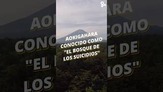 El Bosque De Los Suicidios El Misterio De Aokigahara En Japón