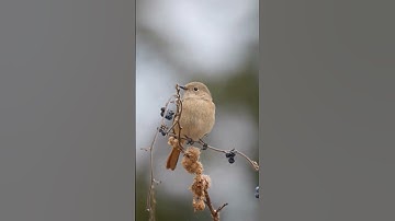 Thumbnail of His eye is on the sparrow. B. J. Thomas.