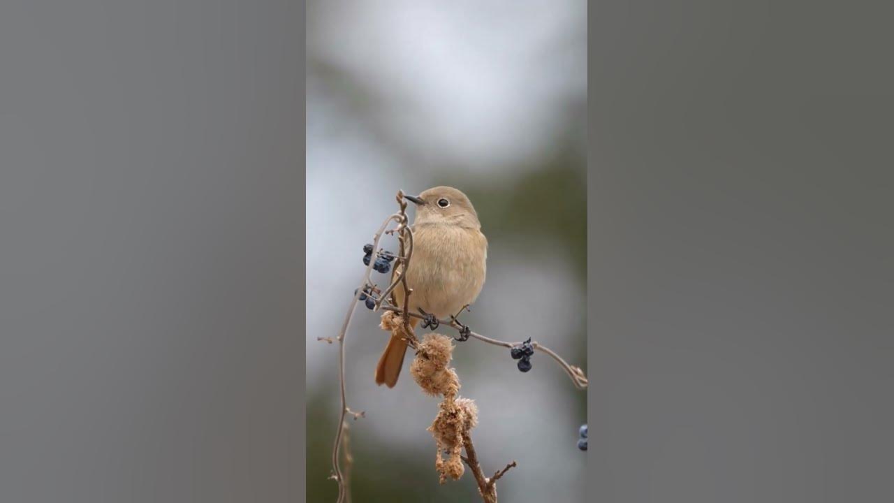 His eye is on the sparrow. B. J. Thomas.