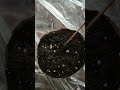 Grow.18.03.23.Посадка у стаканчики.