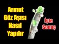 Armut Göz Aşısı Nasıl Yapılır ve Sonuç - T Göz Aşısı Nasıl Yapılır