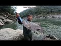 Monster Fish Chocolate Mahseer 7 January 2025 Kurung Kumey Confluence Arunachal Pradesh 266 Monster Fish Chocolate Mahseer 7 January 2025 Kurung Kumey Confluence Arunachal Pradesh 266