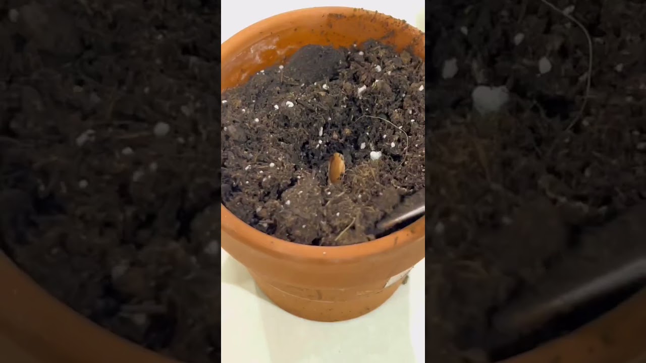 wait-the-starfruit-sprouted-how-to-grow-starfruit-update-full