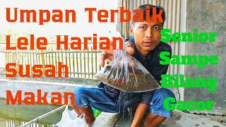 Umpan Terbaik Lele Harian Susah Makan Setingan Plampung