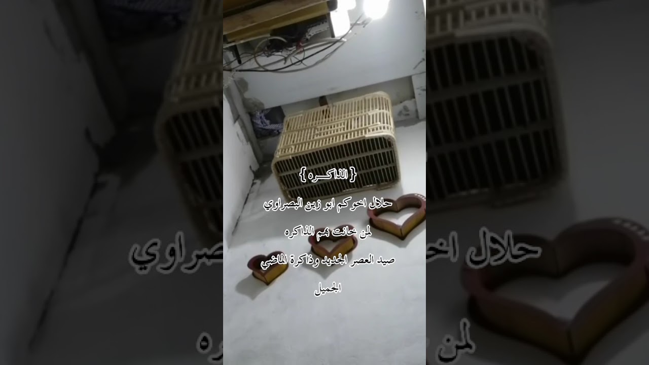  بلابل عبور الشط (الذاكرة)  طيرنه المتواضع 