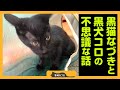 【不思議な話】黒猫が家に来たのは、空から見守る黒犬コロが結びつけた縁なのでしょうか？