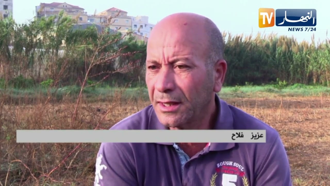 من البذر إلى الجني.. هذه تكلفة إنتاج كيلوغرام من البطاطا