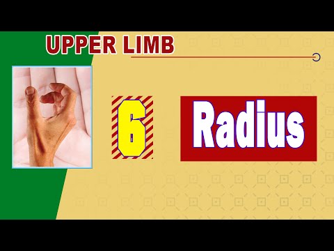 𝟎𝟔 𝐑𝐚𝐝𝐢𝐮𝐬 عظم الكعبره