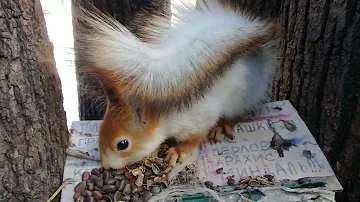 Белка белая и пушистая / The squirrel is white and fluffy