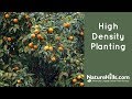 Tips for high density fruit tree planting  naturehillscom