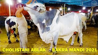 Cholistani Gray Ablak - Atang Cow - Cow Mandi 2021 - Cholistani - Ablak - Bachra