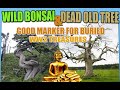 WILD BONSAI TREE MARKER FOR WW2 TREASURES