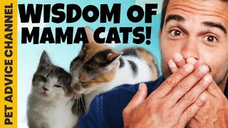 5 important things mother cats teach their kittens by Pet Advice Channel 214 views 2 years ago 5 minutes, 35 seconds