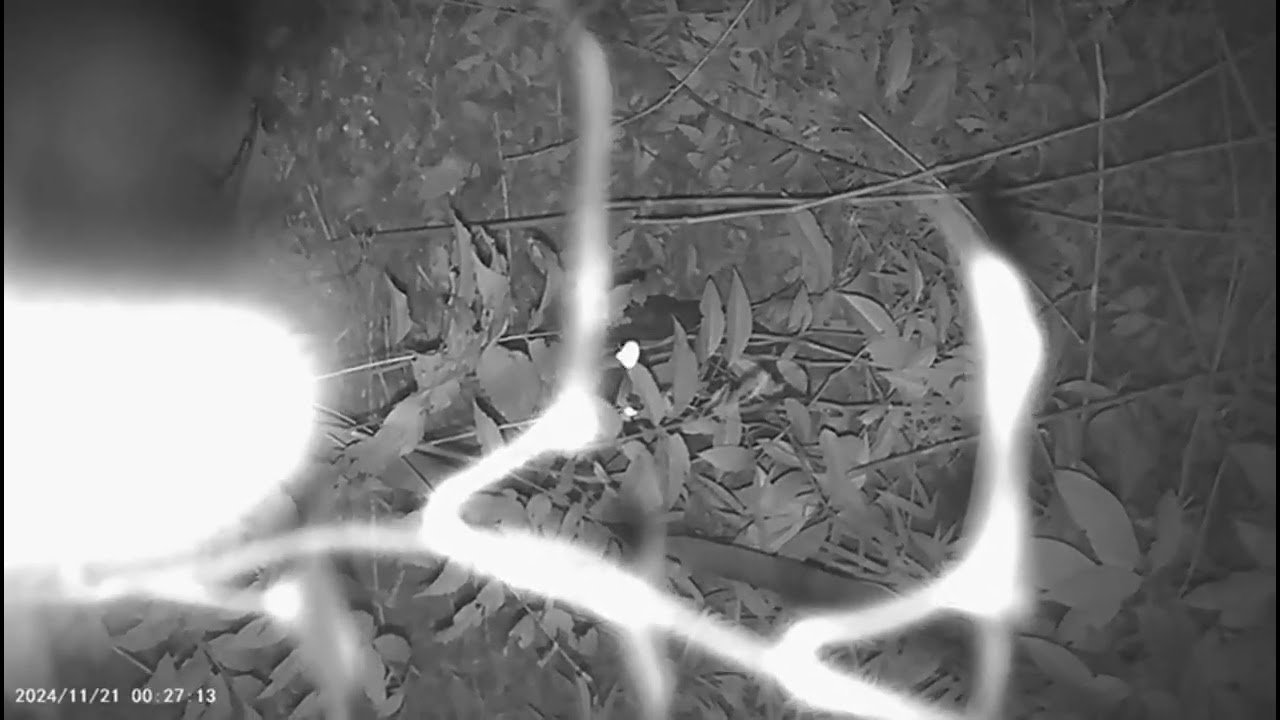  PCP caçadora  derruba até búfalo#paca   #javali #huntersp #migotcnc #caçadoresdassombras #hunting 