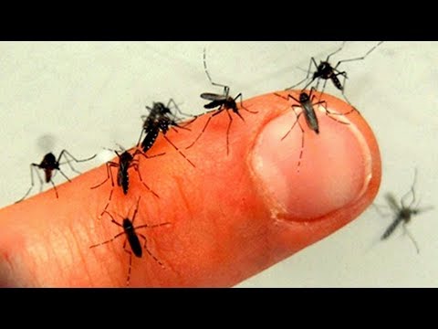 Video: Sivrisinekler Nereye Saklanır?