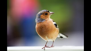 Birds singing - Relaxing, soothing music. Music to sleep.