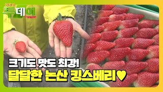 크기에 놀라고 맛에 반한다! ‘논산 딸기♥’ㅣ생방송 투데이(Live Today)ㅣSBS Story