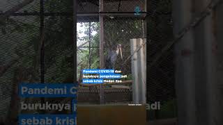 Medan Zoo Terbengkalai, Hewan-Hewan Sakit hingga Mati
