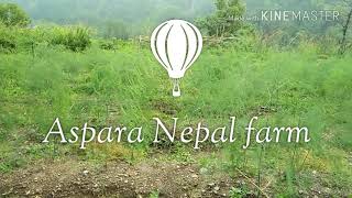 Asparagus Nepal