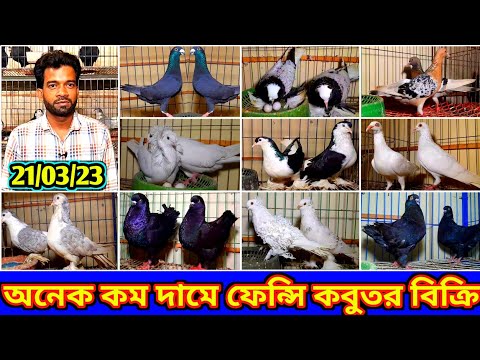 কম দামের চেয়ে অনেক কম দামে ভালো মানের কবুতর কিনুন মনির ভাইয়ের খামারের রানিং কবুতর বিক্রি হবে