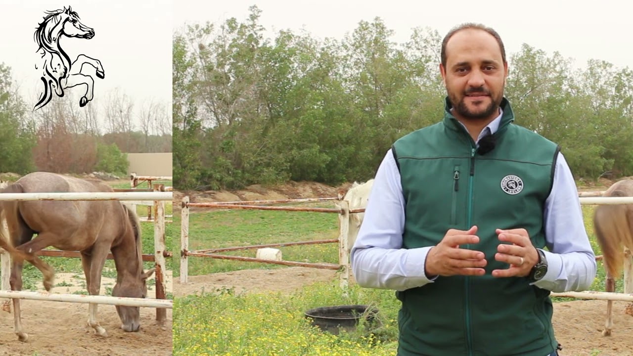 الحلقه 4: العليقة المالئة سلسلة أسرار تغذية الخيول