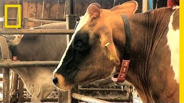 Robot Can Milk 70 Cows a Day | I Didn