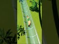 This Waterslide Is TERRIFYING! - Planet Coaster 2 #waterslide #waterpark #shorts