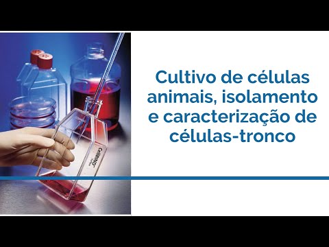 Vídeo: Cultura De Perfusão Mantida Com Uma Interface Ar-líquido Para Estimular A Organização Celular Epitelial Em Organoides Renais In Vitro