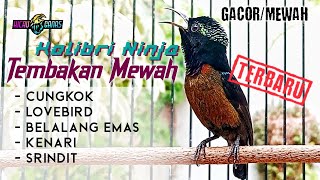MASTERAN KONIN FULL ISIAN MEWAH SUARA JERNIH - KOLIBRI NINJA MATERI MEWAH