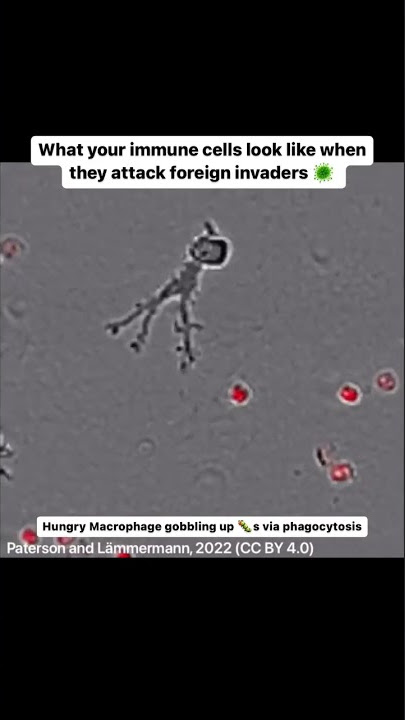 Hungry macrophage gobbling up pathogens 🦠 #shorts #immunesystem #whitebloodcells