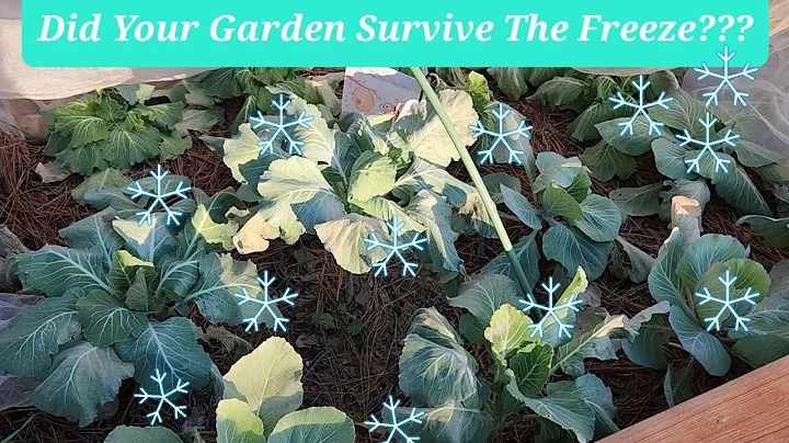 Did freezing temps destroy my brassicas? #frost #f...