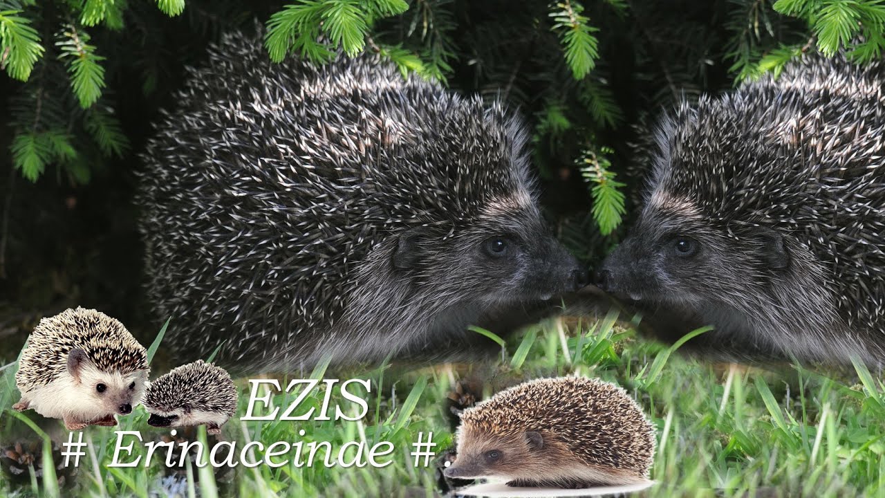 Dzīvnieki / Animals :  Eiropas jeb parastais ezis /Erinaceus europaeus/.