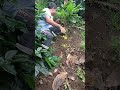 unos lindos injerto de cacao en soca bendiciones para todos #parati #enseñando