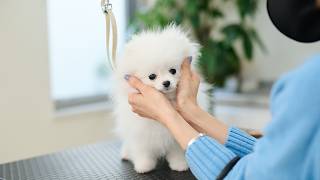 We will groom a cute, fluffy Pomeranian puppy who is 4 months old.