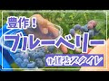 【豊作】おぐらやま農場のブルーベリー2020