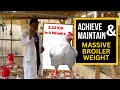 3 tips to prevent your broilers from losing weight gain