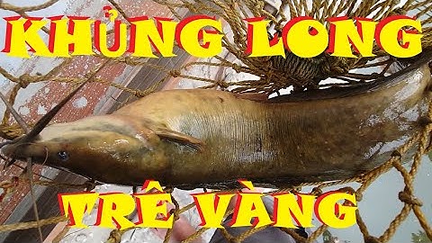 Câu cá trê vàng KHỦNG LONG- cá rô đồng KHỔNG LỒ