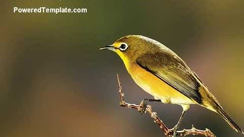 Bird PowerPoint Template by PoweredTemplate.com