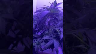 Grobo Journey third attempt day 44 !