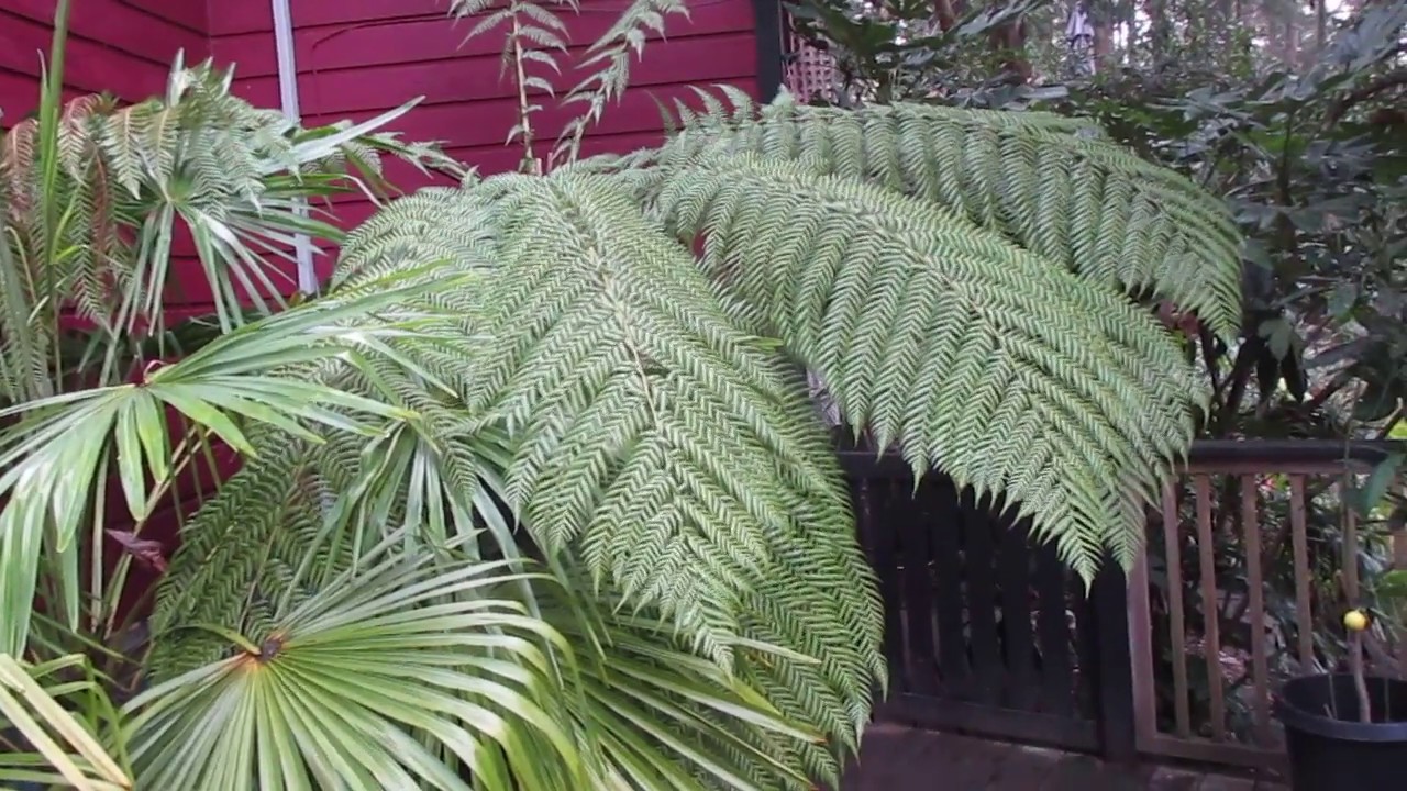 Hardiness of Tasmanian Tree Fern in the North Pacific YouTube