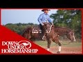 Clintons 2yearold performance horses