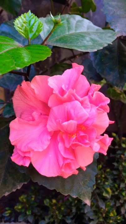 Download lagu Tum Samne