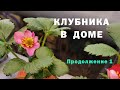 ВЫРАЩИВАНИЕ КЛУБНИКИ ДОМА на гидропонике. Продолжаю эксперименты. Установка и посадка. Часть 1