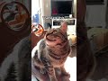 Cat makes ADORABLE chirping noises 😻 #shorts