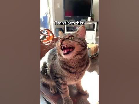 Cat makes ADORABLE chirping noises 😻 #shorts - YouTube