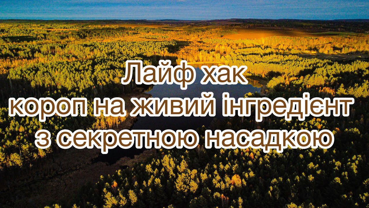 Ловим коропів на живий інгредієнт та секретну насадку